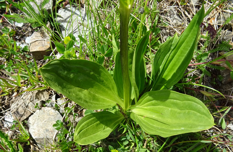 Gentiana punctata